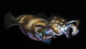 Mózg kałamarnic się zmniejsza. To efekt zmian w oceanach