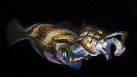 M&oacute;zg kałamarnic się zmniejsza. To efekt zmian w oceanach