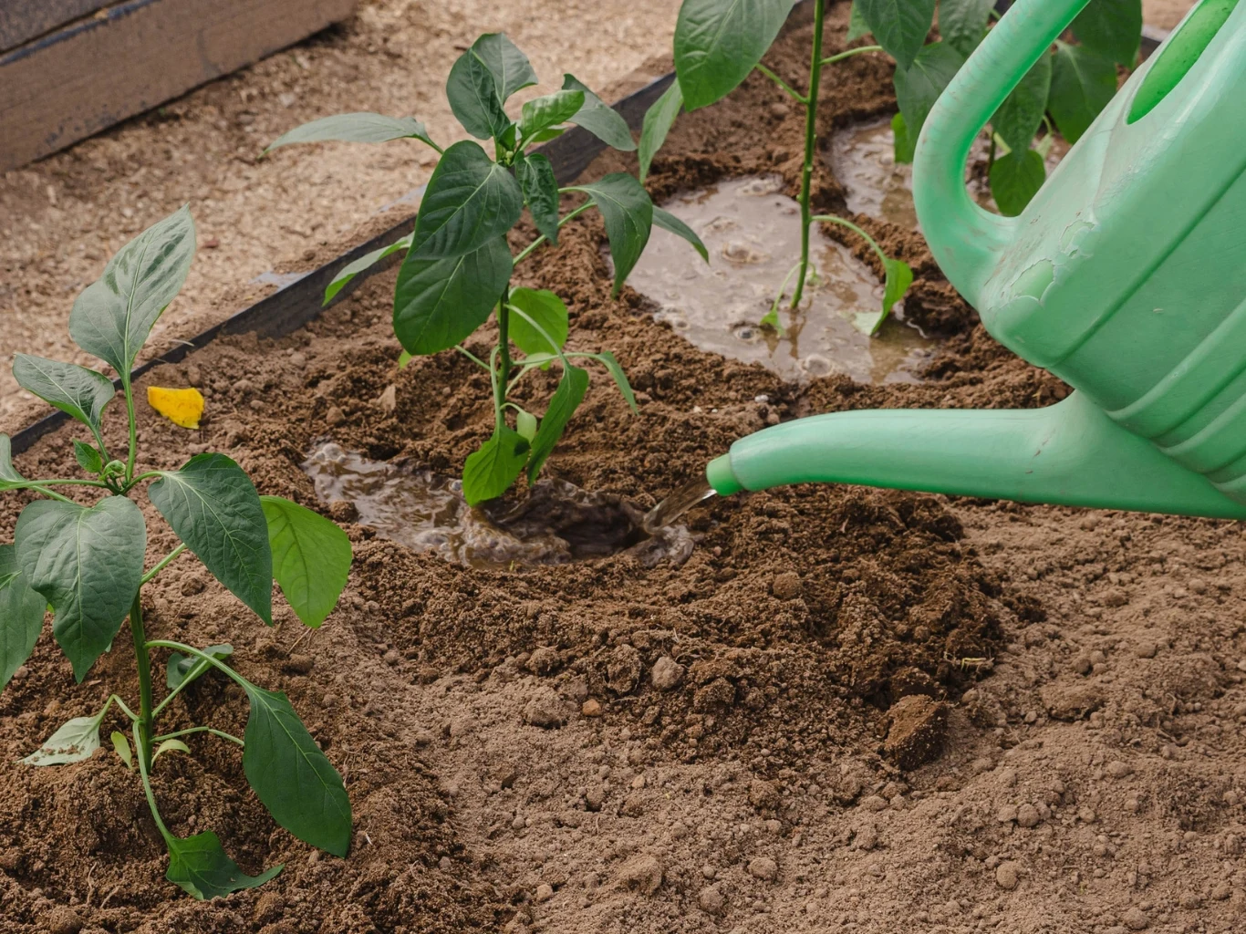 Resztkowym organicznym nawozem podlewaj warzywa co 10 dni. Zielona konewka podlewa młode sadzonki w rzędzie na świeżo spulchnionej ziemi.
