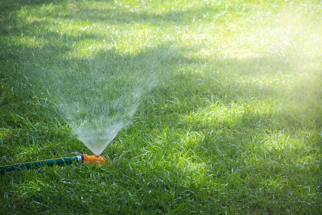 Podlewanie zielonego trawnika plastikowym zraszaczem podłączonym do węża ogrodowego, rozpryskujący się strumień wody równomiernie nawadnia trawę.