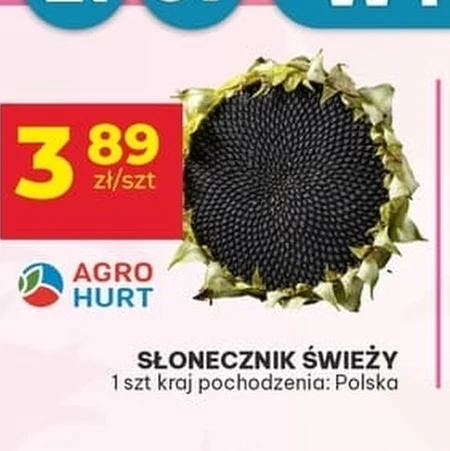 Соняшник Agro Hurt