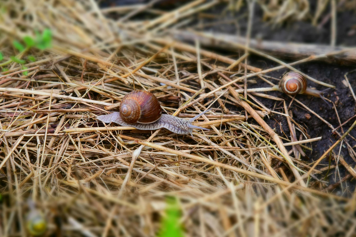 Ślimaki ze skorupami również mogą wyrządzić sporo szkód w ogrodzie Dwa ślimaki z jasnobrązowymi muszlami przemieszczające się po suchych, żółtych źdźbłach trawy.