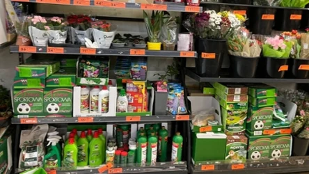 Biedronka ma sposób na podlewanie roślin podczas urlopu. Ten zestaw kosztuje tylko 99 zł