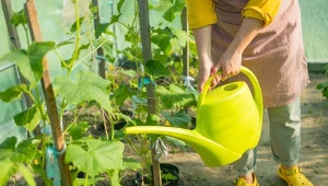 Jak często należy podlewać ogórki uprawiane w gruncie? Nie tylko woda jest niezbędna