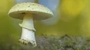 Muchomor sromotnikowy to jeden z najgroźniejszych grzybów
