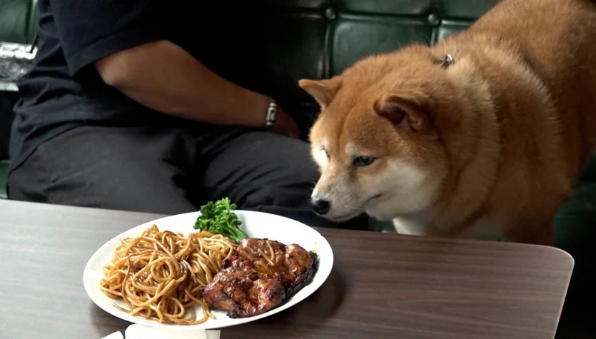 Psia uczta. W Hongkongu psy mogą jeść w restauracjach