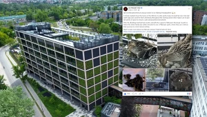 W siedzibie CD Projekt Red w Warszawie zagościła dzika kaczka