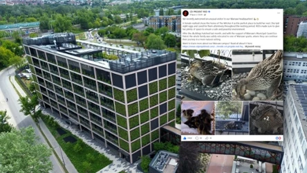 W siedzibie CD Projekt Red w Warszawie zagościła dzika kaczka