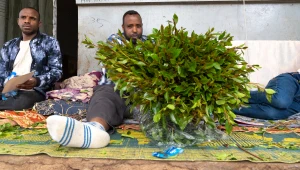 Czuwaliczka jadalna występuje w Afryce Wschodniej i Arabii