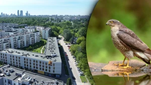 Ptasi Zakątek w Warszawie jest domem dla rzadkich w tym mieście krogulców