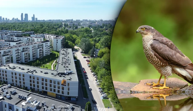 Ptasi Zakątek w Warszawie jest domem dla rzadkich w tym mieście krogulców