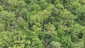 Lasy dębowe w okolicach Krotoszyna wymierają przez zmianę klimatu
