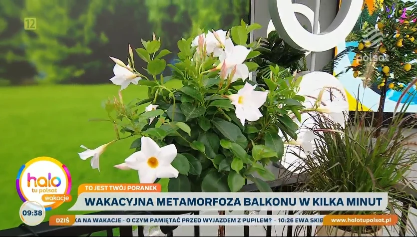 Balkonowa metamorfoza w mgnieniu oka