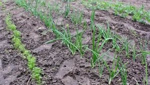 Nietypowy sposób na turkucia. Raz-dwa wyłapiesz szkodnika w ogrodzie
