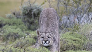 Puma grasowała przez kilka dni w okolicach Koszalina