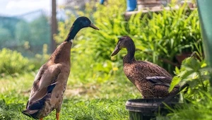 Kaczki biegusy do wynajęcia. Nowy sposób walki ze ślimakami w ogrodzie
