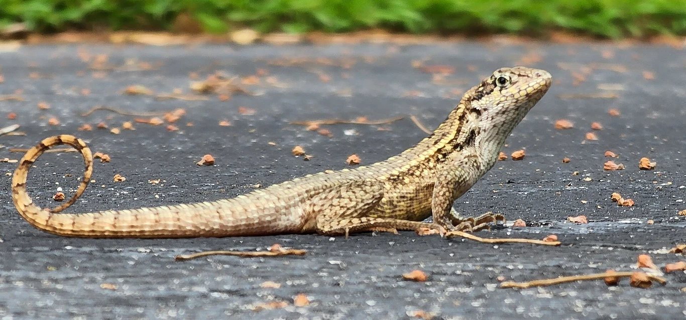 Jaszczurka o jasnobrązowym ubarwieniu z charakterystycznie zawiniętym ogonem i dobrze widocznej, łuskowatej strukturze skóry, przebywająca na szarej powierzchni.