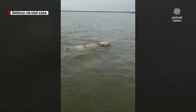 "Wydarzenia": Strażacy i ratownicy uratowali tonącą krowę
