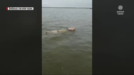 "Wydarzenia": Strażacy i ratownicy uratowali tonącą krowę