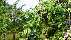 W lipcu szczelnie owiń pień śliwy. Owoce nie będą miały tak dużo robaków