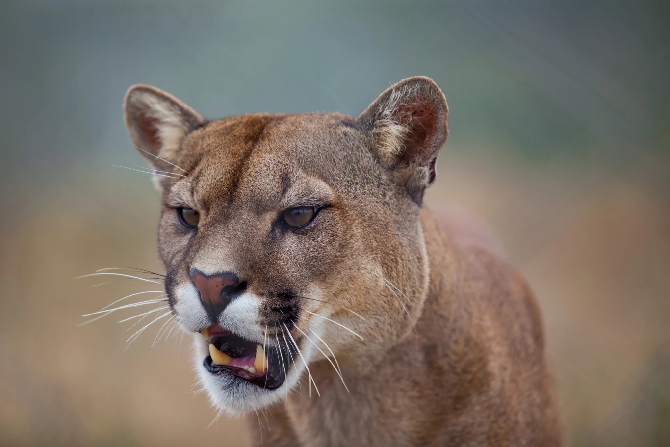 Puma wałęsała się po okolicach Koszalina. Trafi do zoo w Poznaniu Puma z lekko otwartym pyskiem, ukazująca ostre zęby i skupione spojrzenie, na rozmytym tle natury.