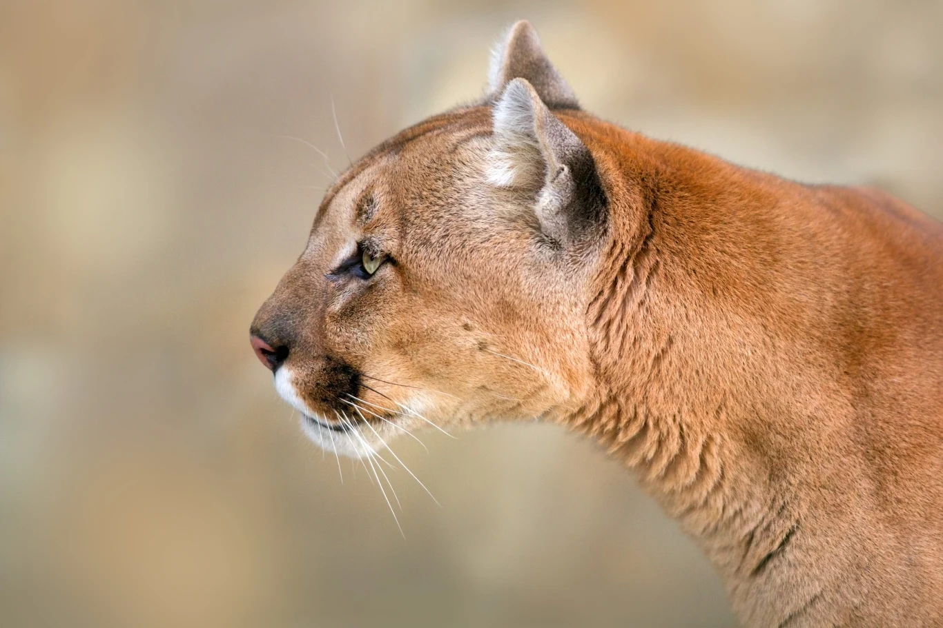 Nie wiadomo, skąd puma wzięła się w lasach Zachodniopomorskiego Profil głowy pumy o jasno-brązowej sierści, skupione spojrzenie skierowane w lewą stronę.
