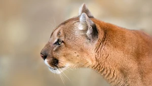 Możliwe, że po Monachium spaceruje puma