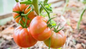 Sposoby na podwiązywanie pomidorów. Ciężkie grona nie będą łamać łodyg