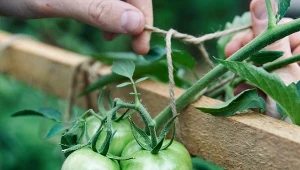 Sposoby na podwiązywanie pomidorów. Ciężkie grona nie będą łamać łodyg