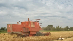 Zagraniczne warzywa zalewają Polskę. "Staliśmy się śmietnikiem Europy"