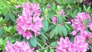 Podlej rododendron nawozem z szyszek, by lepiej kwitł