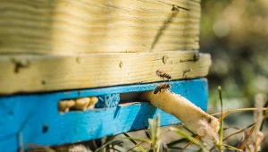 Sąsiad kupił ul. Czy musi mnie pytać o zgodę?
