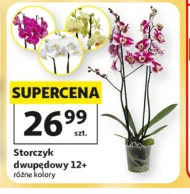 Storczyk