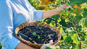 Jedz je, póki trwa sezon. To jedne z najzdrowszych owoców lata