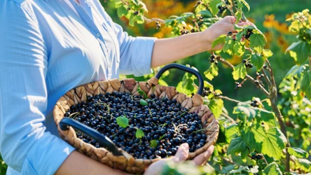 Jedz je, póki trwa sezon. To jedne z najzdrowszych owoców lata