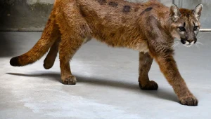 Schwytana puma nie zostanie w zoo. Rzecznik ujawnił nowe fakty
