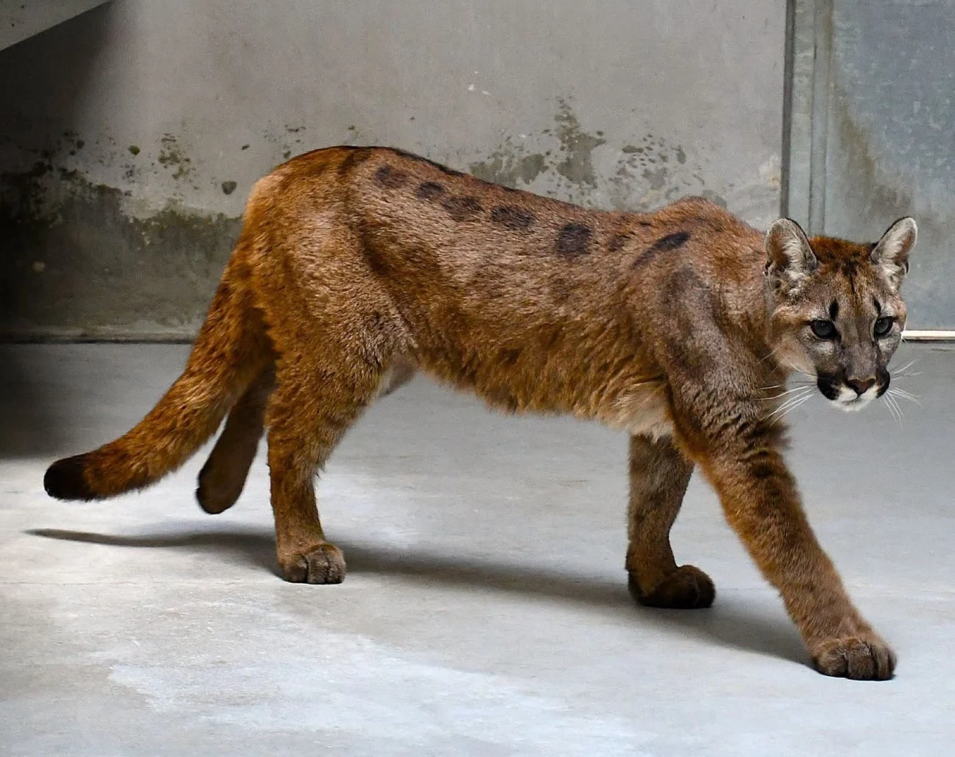 Puma jest wciąż wystraszona. Trafiła tymczasowo do zoo w Poznaniu Młoda puma o brązowym futrze z ciemniejszymi plamami na betonowej powierzchni w zamkniętym pomieszczeniu zoo.
