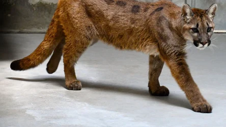 Puma jest wciąż wystraszona. Trafiła tymczasowo do zoo w Poznaniu