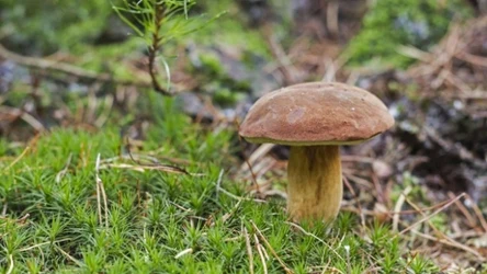 Z mapy grzybów online dowiesz się, gdzie jest największy wysyp