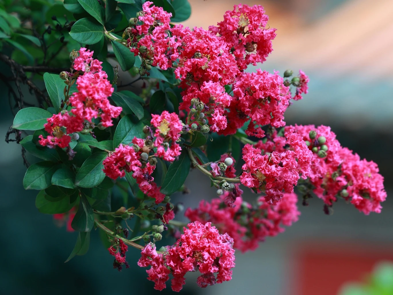 Lagerstroemia indyjska może kwitnąć nawet przez 120 dni w roku Gałąź lagerstroemii indyjskiej obsypana intensywnie różowymi kwiatami o puszystych płatkach, otoczona ciemnozielonymi liśćmi.