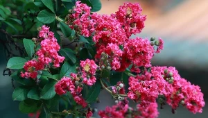 Lagerstroemia indyjska może kwitnąć nawet przez 120 dni w roku