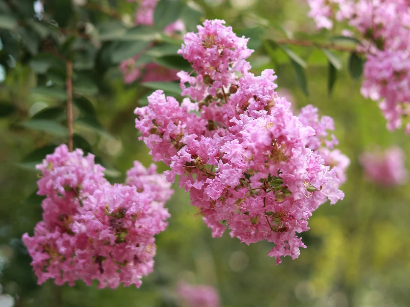 Lagerstroemia indyjska występuje w wielu odmianach barwnych. Na zdjęciu odmiana 'Rosea'. Gałązki lagerstroemii indyjskiej obsypane gęstymi, drobnymi kwiatami w intensywnie różowym kolorze, otoczone zielonymi liśćmi.