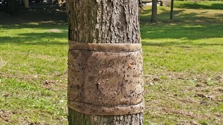 W lipcu owiń pnie drzewek owocowych zwykłym kartonem. Szkodniki nie dobiorą się do owoców.