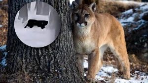 Kolejna puma w polskich lasach? Dużego kota widziano pod Głogowem