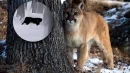 Kolejna puma w polskich lasach? Dużego kota widziano pod Głogowem