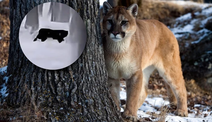 Kolejna puma w polskich lasach? Dużego kota widziano pod Głogowem