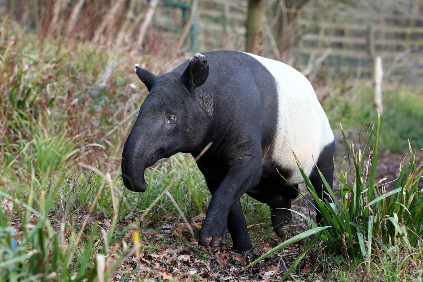 Tapir malajski w charakterystycznej biało-czarnej szacie przemierza zarośniętą ścieżkę wśród traw i roślin.