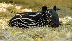 W Płocku urodził się tapir malajski (zdj. ilustracyjne)