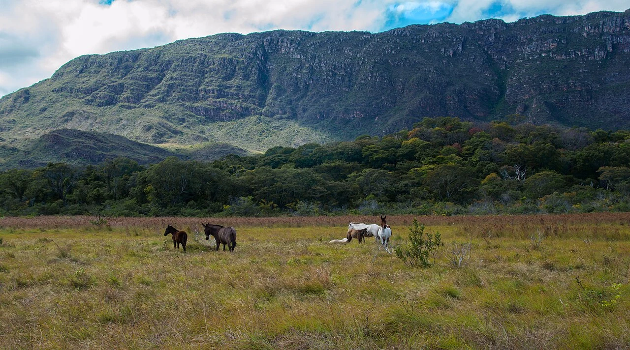 Cerrado to drugi co do wielkości biom w Ameryce Południowej, ustępuje jedynie Amazonii, z którą graniczy. Cztery konie pasą się na otwartej łące u podnóża porośniętych lasem gór.