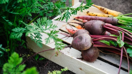Na obrzeżach warzywnika warto posadzić rośliny odstraszające szkodniki. Stworzą naturalną ochronę przed chorobami. 
